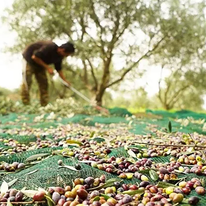 UV plastik may matirite trete Olive Harvest kouvri nèt